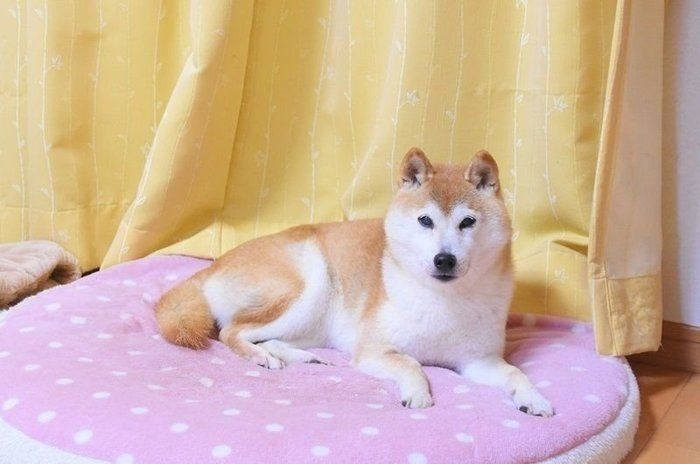 世界で一番可愛くて、愛しいワンコはかぼちゃんです！（いぬのきもち WEB MAGAZINE） - Yahoo!ニュース