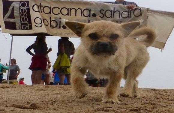 ヒマラヤ登山隊について来た野良犬、そのまま登頂に成功してしまう