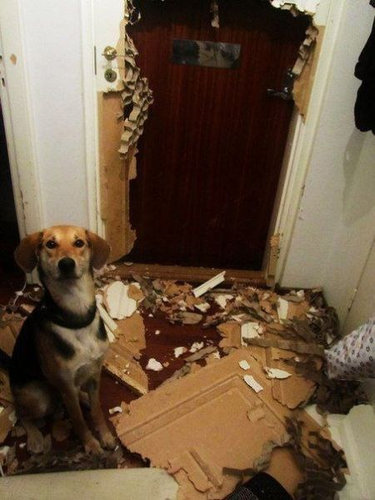 【絶望😨】我が子に破壊されて悲しかった物
