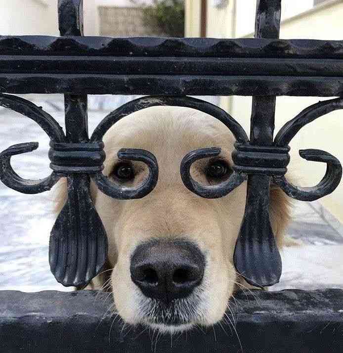 【画像】どこからか覗いている動物たち