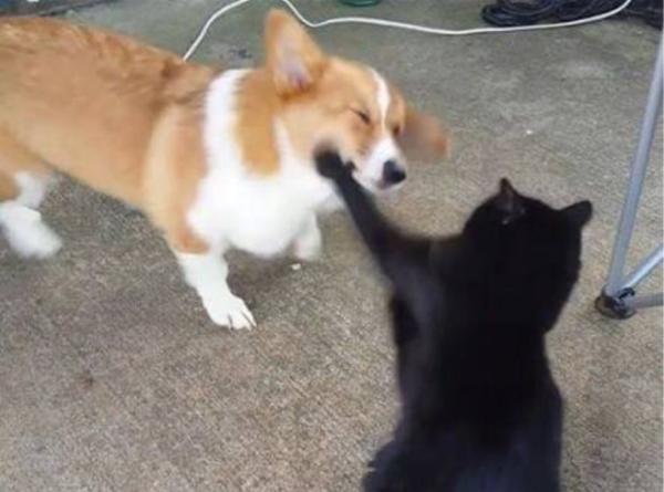 犬と猫の上下関係がよく表れている画像を見てみよう