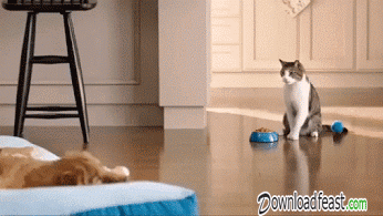 犬と猫の上下関係がよく表れている画像を見てみよう