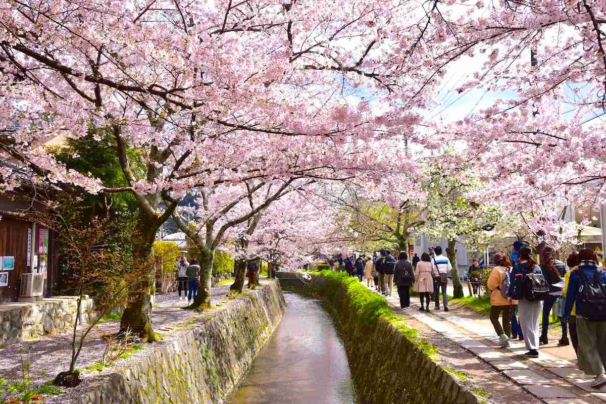 春の京都旅行のおすすめ