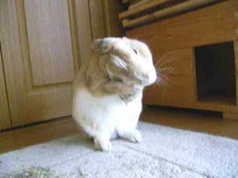 ♪ティモテ　ティモテ 　うさぎのティモテ - YouTube