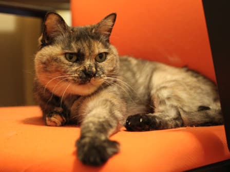 【平成最後】サビ猫の日