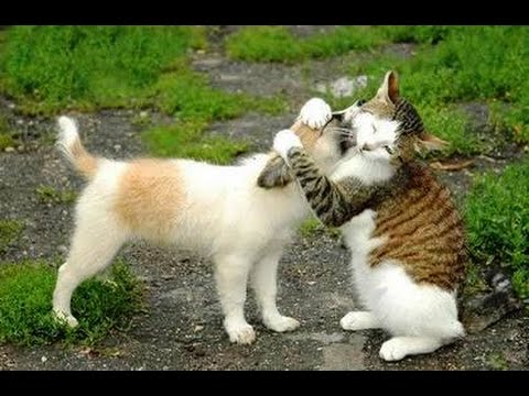 犬と猫の上下関係がよく表れている画像を見てみよう