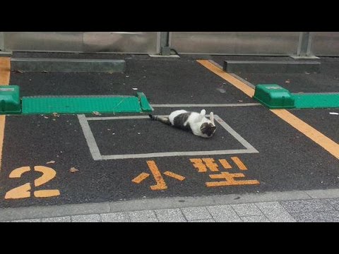 なぜそこにいる⁈ ってなる猫画像