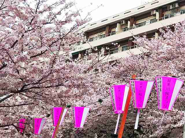 桜の枝を折って開き直る マナーが悪い外国人観光客たち - ライブドアニュース