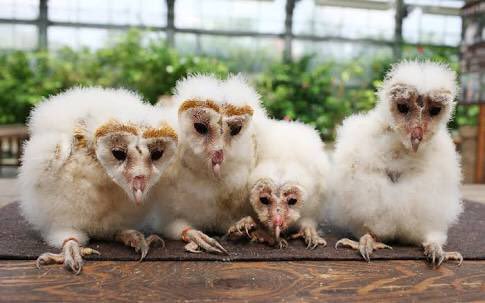 いろんな動物の赤ちゃんがみたい