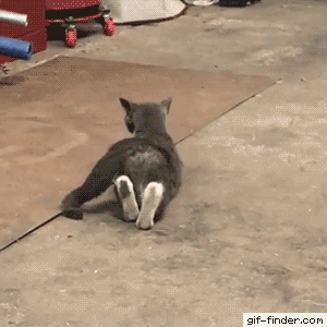 伸び猫の画像