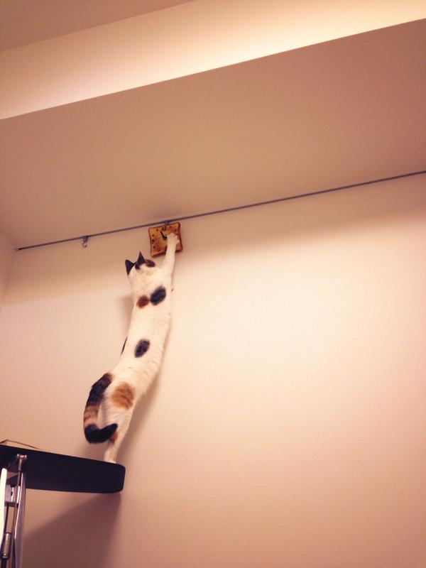 なぜそこにいる⁈ ってなる猫画像