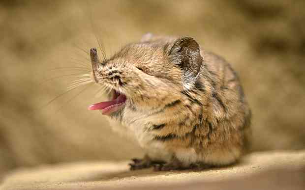 いろんな動物の赤ちゃんがみたい