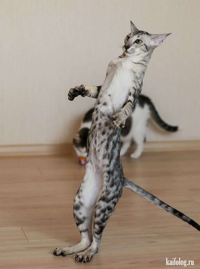 伸び猫の画像