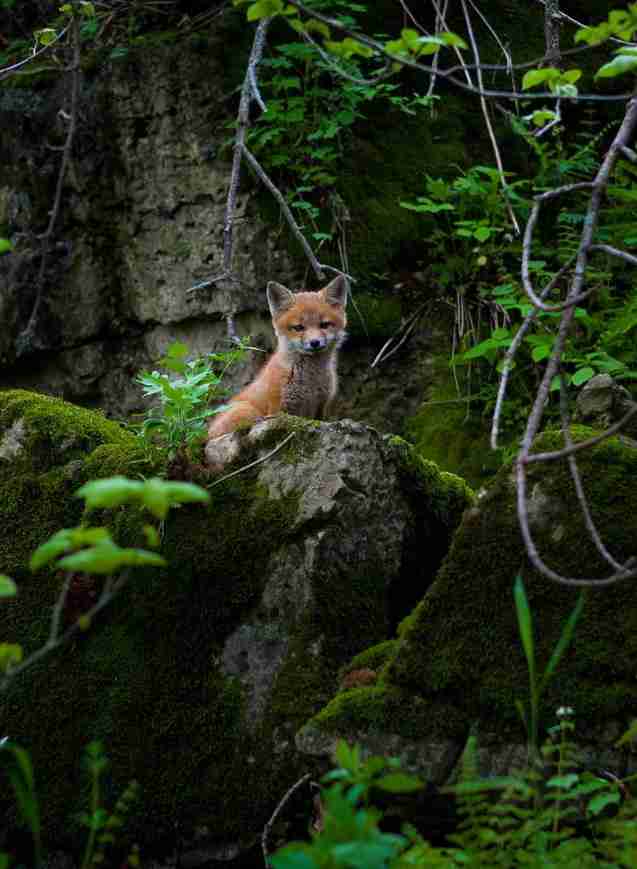 いろんな動物の赤ちゃんがみたい