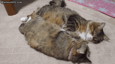 伸び猫の画像