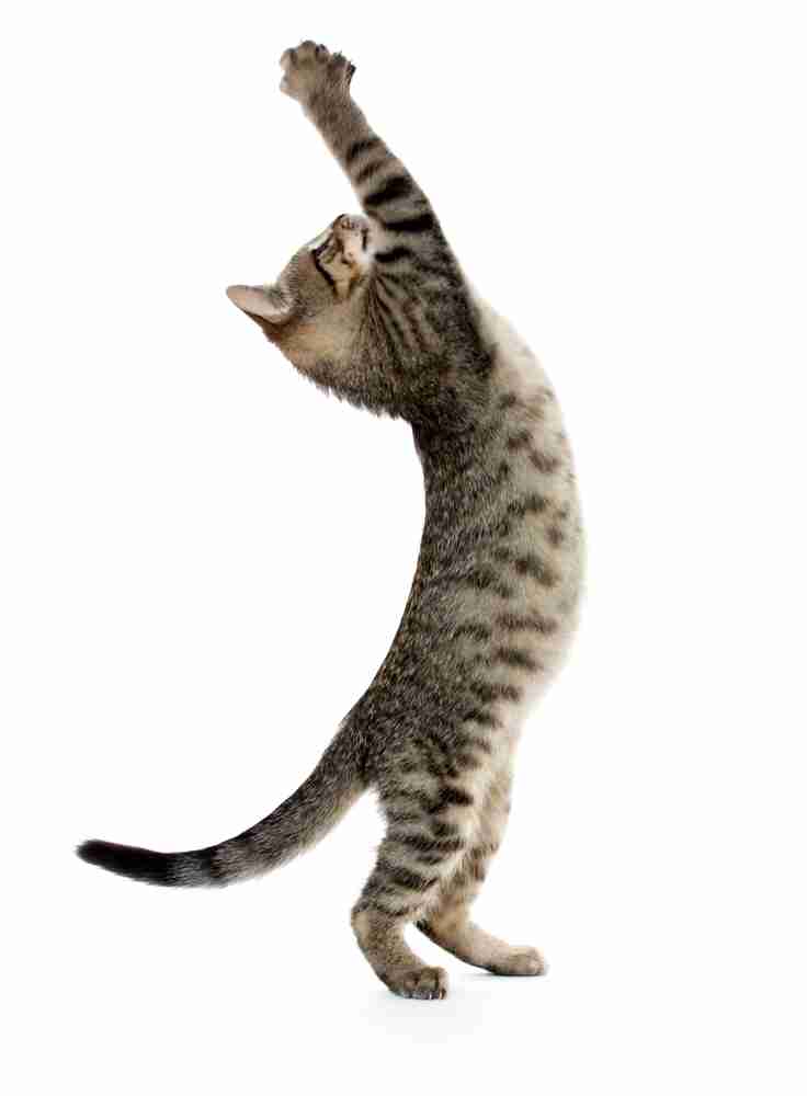 伸び猫の画像