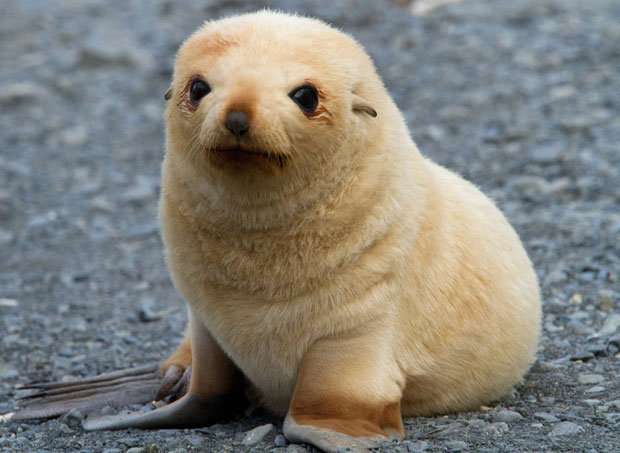 いろんな動物の赤ちゃんがみたい