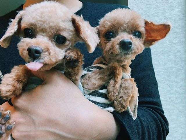 水嶋ヒロ「何が起きてるんだよぉ…」愛犬入院に悲痛