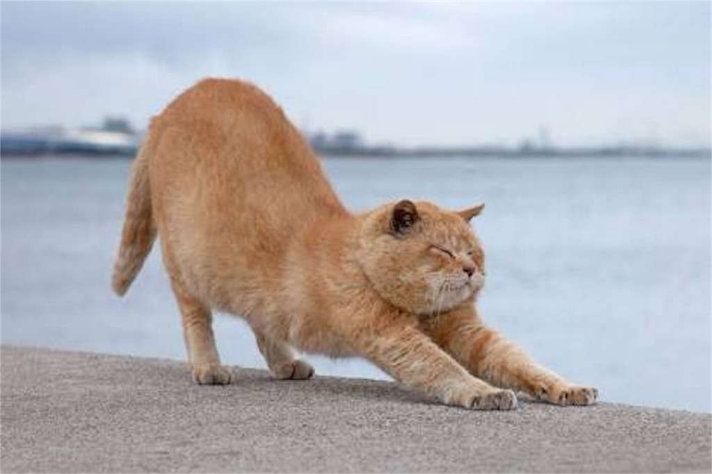 伸び猫の画像