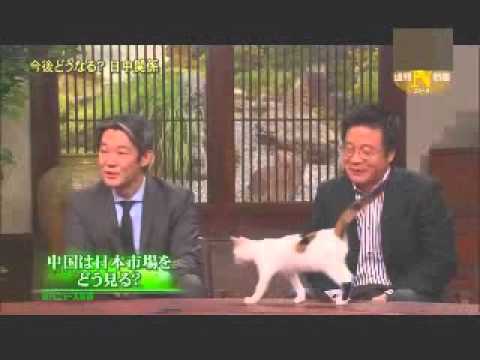 週間ニュース新書　にゃーにゃ初登場 - YouTube