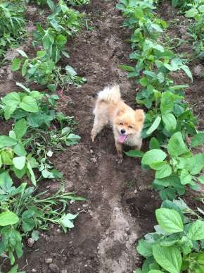 職場に犬の管理職がいると最高という話「上司をなでたり吸ったりさせてもらうことで、仕事がはかどります」