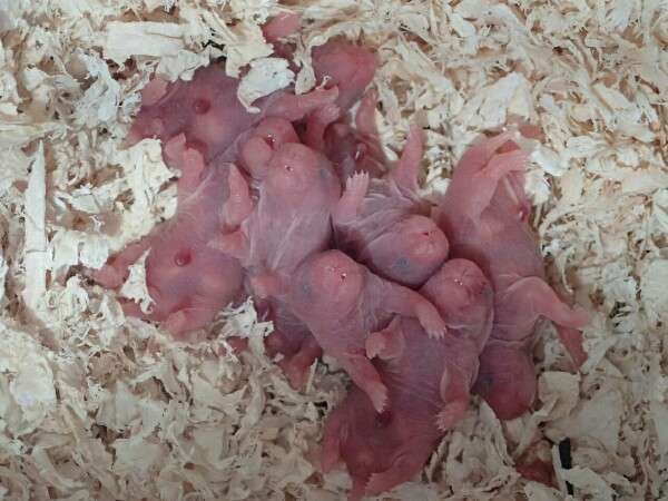 いろんな動物の赤ちゃんがみたい