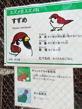 【スズメ可愛いよスズメ】スズメが好き