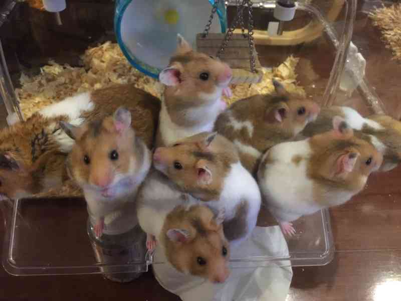 いろんな動物の赤ちゃんがみたい