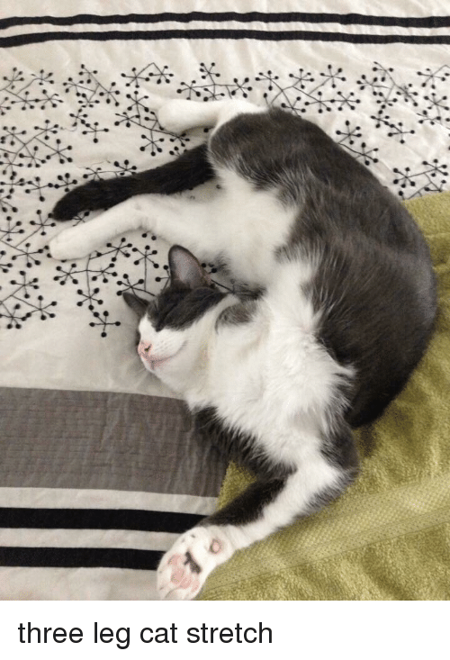 伸び猫の画像