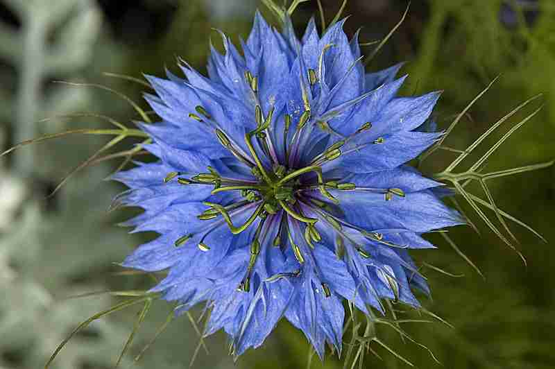 「死以外は何でも癒せる」ブラックシードのすごさ | 世界の裏側ニュース