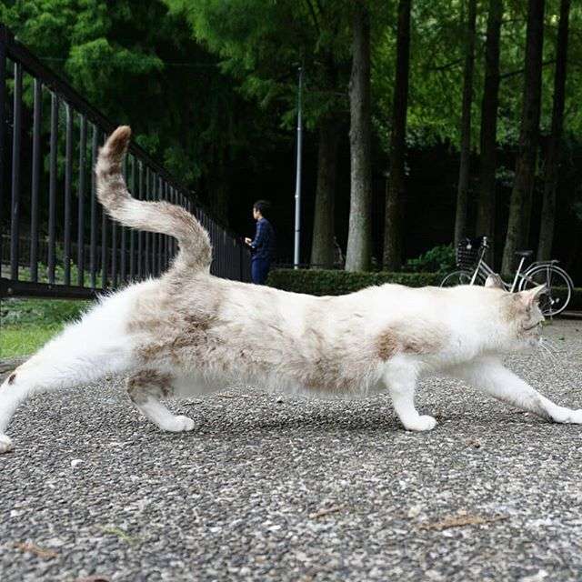 伸び猫の画像