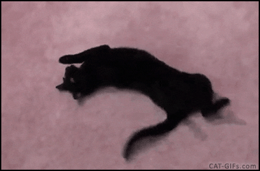 伸び猫の画像