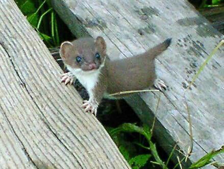 いろんな動物の赤ちゃんがみたい