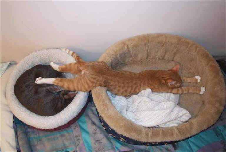 伸び猫の画像