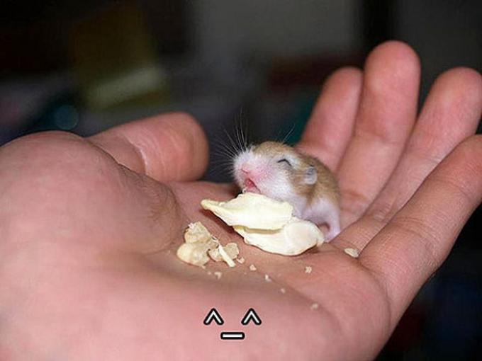 いろんな動物の赤ちゃんがみたい