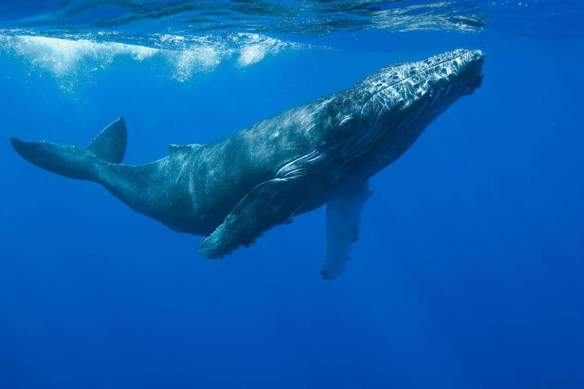 太古のクジラ、４本足だった　南米で初の発見