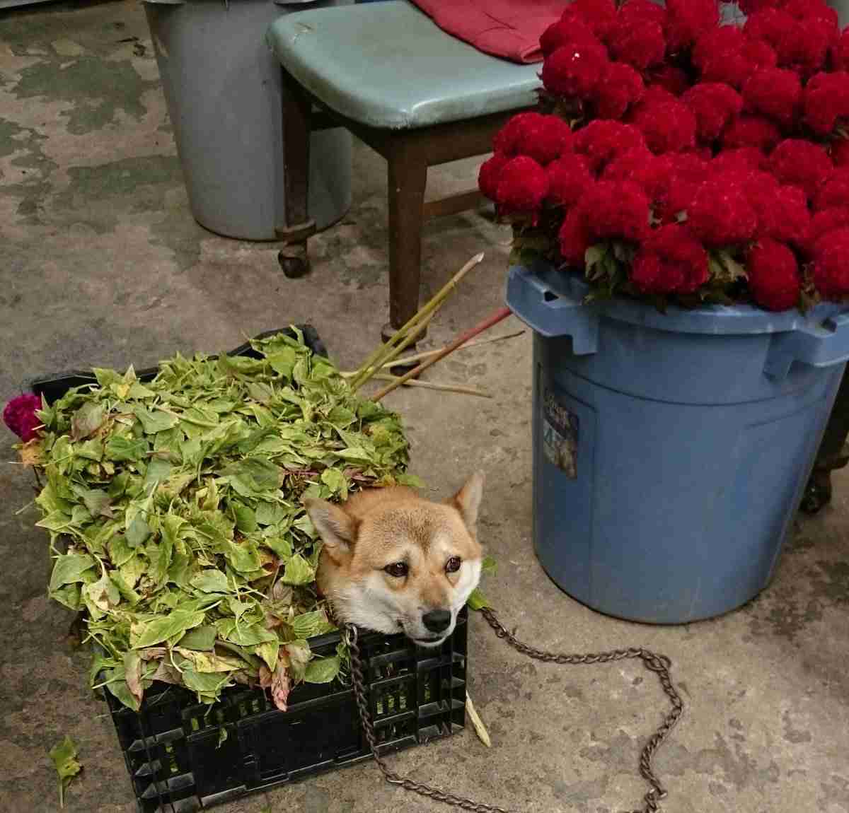 職場に犬の管理職がいると最高という話「上司をなでたり吸ったりさせてもらうことで、仕事がはかどります」