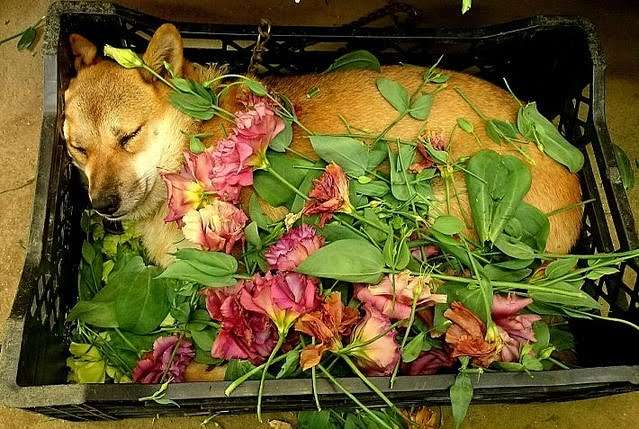 職場に犬の管理職がいると最高という話「上司をなでたり吸ったりさせてもらうことで、仕事がはかどります」