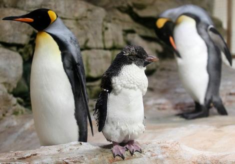 ペンギンの同性カップル、両親からひなを誘拐 | ワールド | 最新記事 | ニューズウィーク日本版 オフィシャルサイト