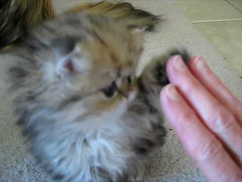 High Five, Half Pint - cute Persian kitten - 05.30.10 - YouTube