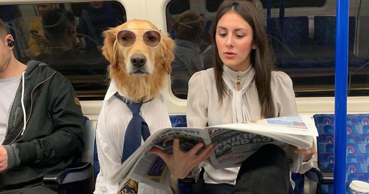 職場に犬の管理職がいると最高という話「上司をなでたり吸ったりさせてもらうことで、仕事がはかどります」