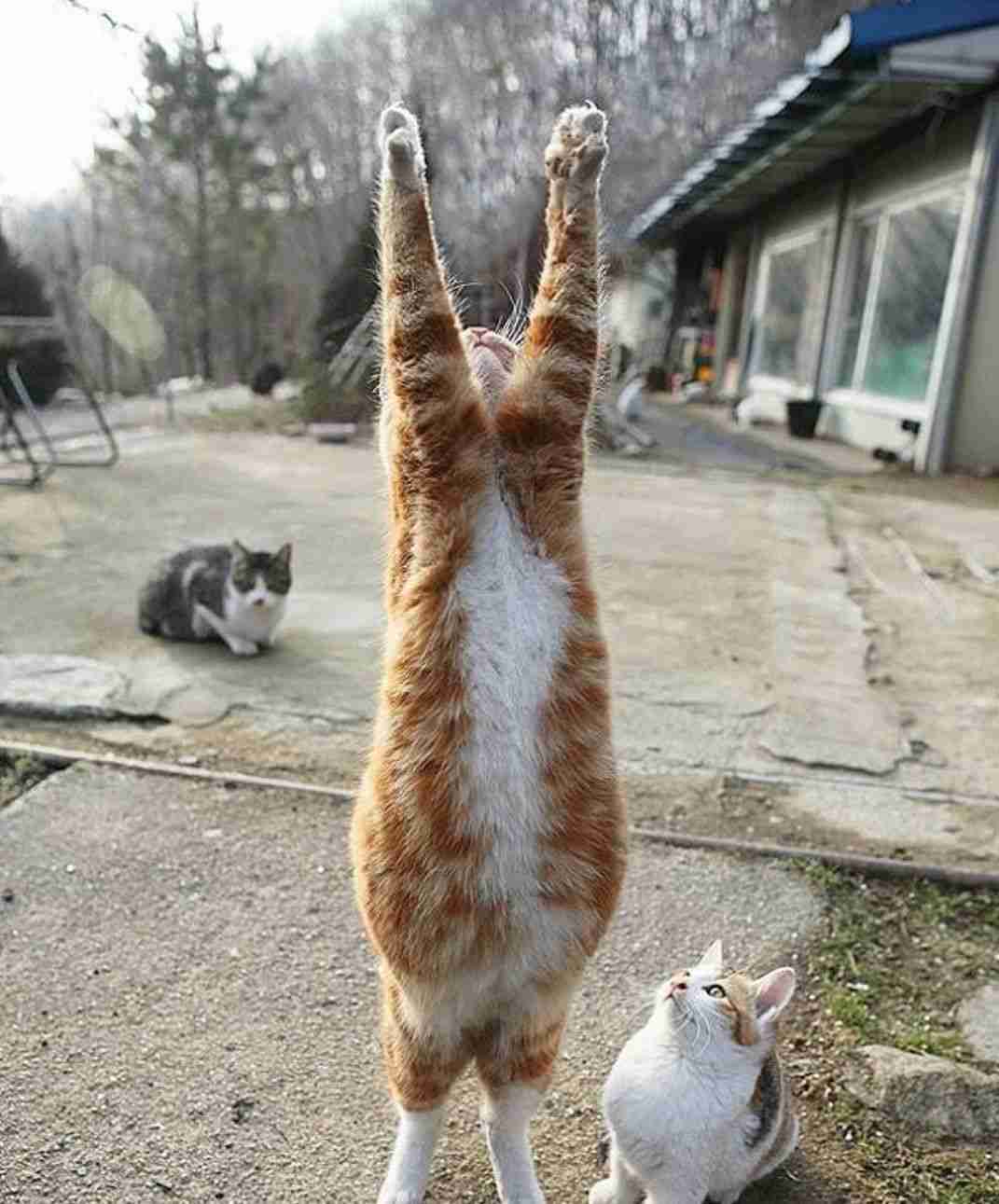 伸び猫の画像