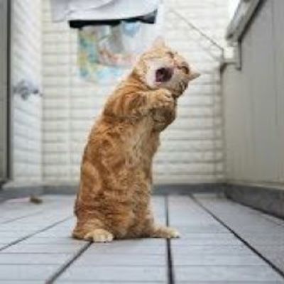 伸び猫の画像