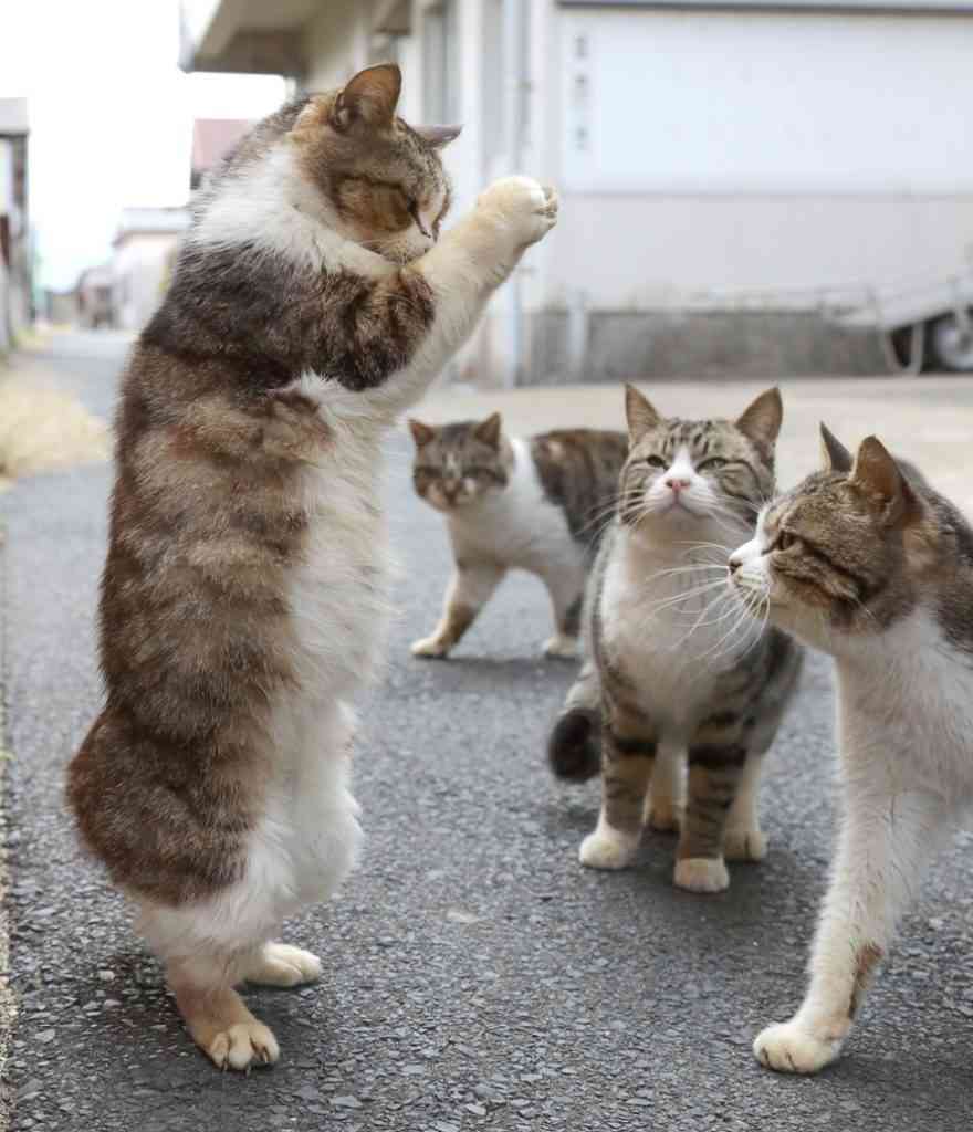 伸び猫の画像