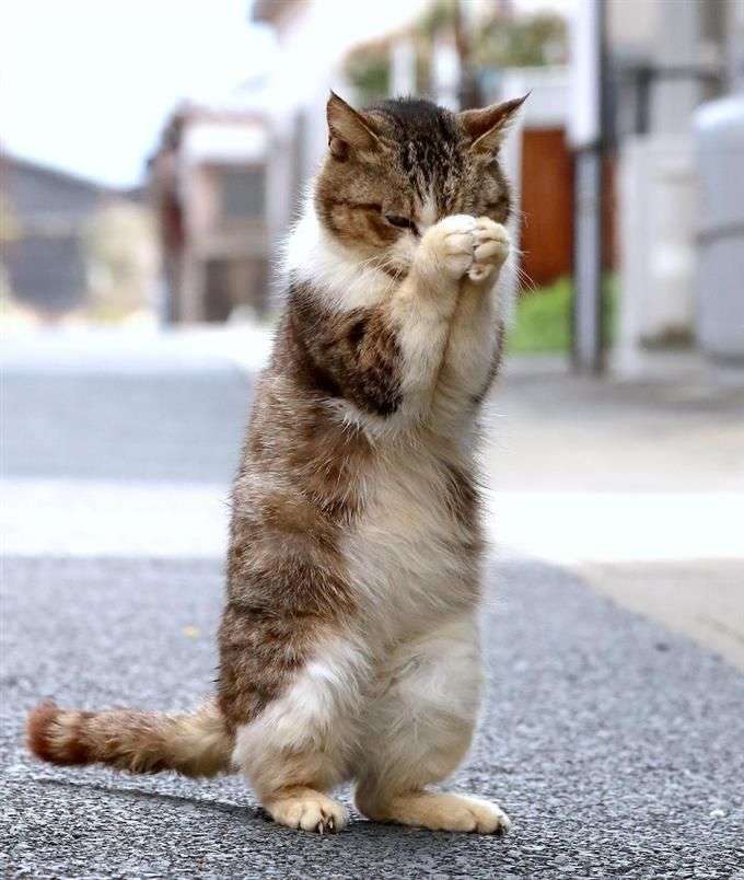 伸び猫の画像