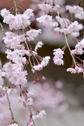 乳房を小さくする手術 : yomiDr. / ヨミドクター（読売新聞）