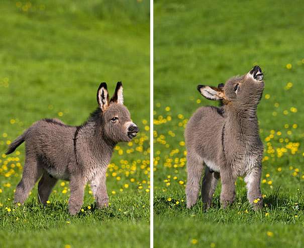 いろんな動物の赤ちゃんがみたい