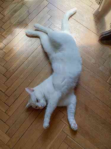 伸び猫の画像