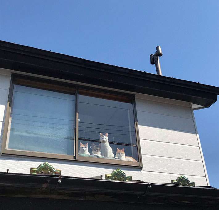 選挙カーから「猫ちゃんたち、ありがとう」 気になって自宅の窓を振り返ってみると…