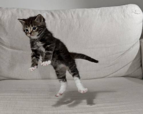 伸び猫の画像